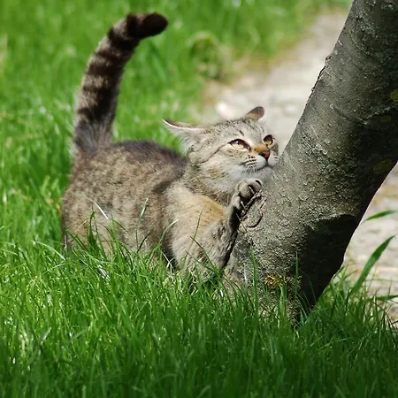 Daire Der Perweinhof