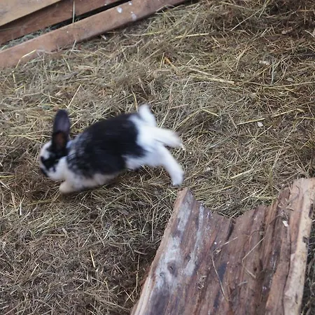 Daire Der Perweinhof *