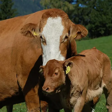 Daire Der Perweinhof *