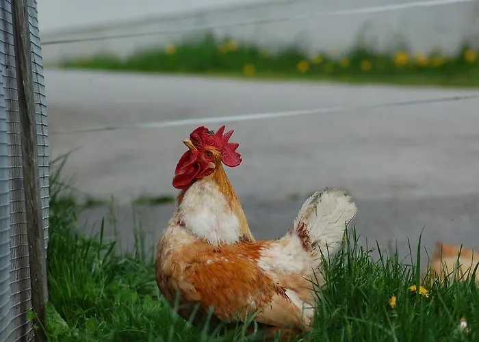 Der Perweinhof アパート