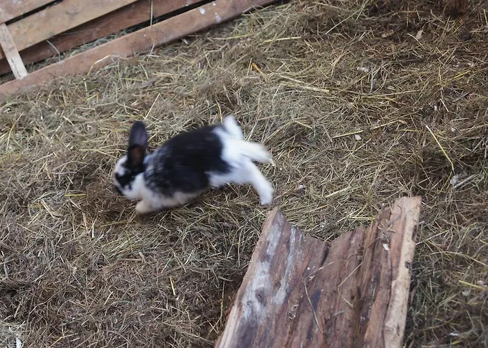 アパート Der Perweinhof *