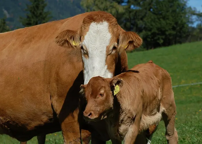 アパート Der Perweinhof *